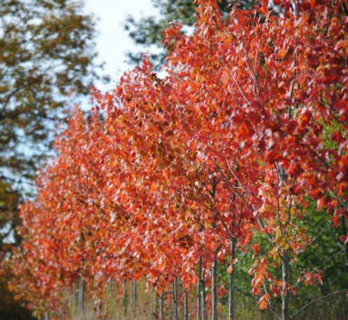 Red Sunset Maple Tree