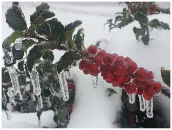 Ice on a holly bush